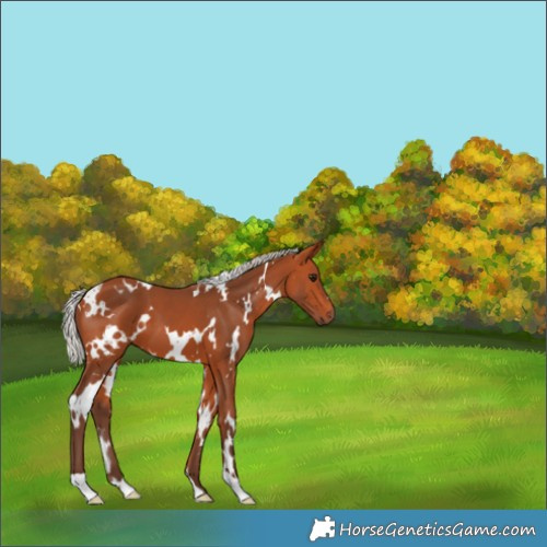 Horse Color:White Spotted Silver Bay 