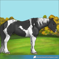 Horse Color:Black Tobiano 