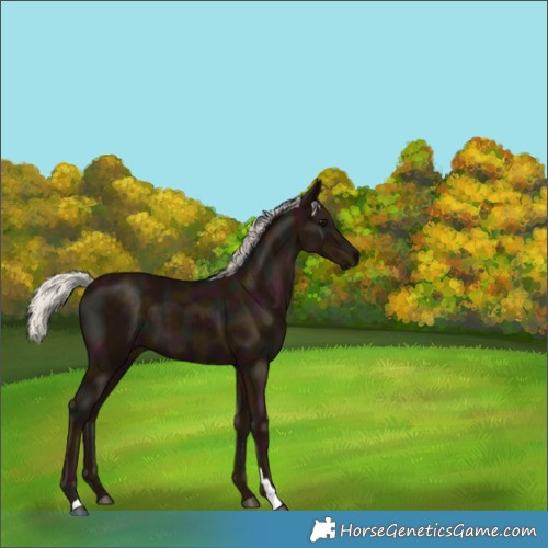 Horse Color:Midnight Silver Black