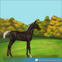 Horse Color:Midnight Silver Black 