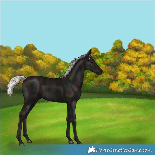 Horse Color:Midnight Silver Black 