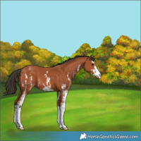 Horse Color:Bay Sabino