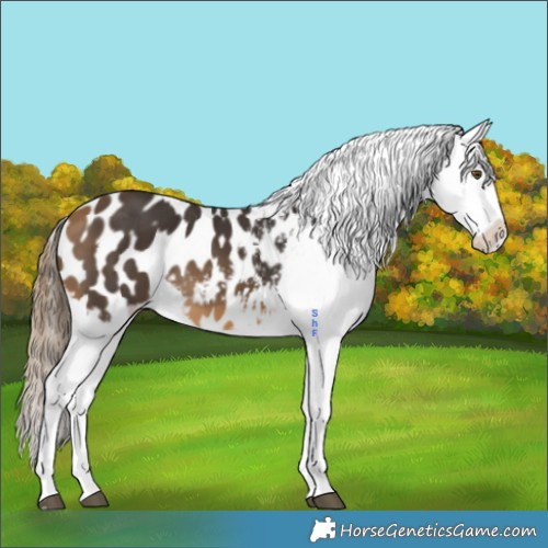 Horse Color:Buckskin Appaloosa 