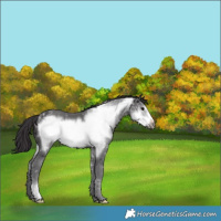 Horse Color:Smoky Black Ice Frame 
