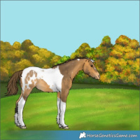 Horse Color:Buckskin Tobiano Blanket 