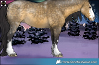 Horse Color:Buckskin Dun 