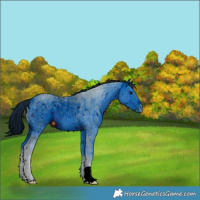 Horse Color:ERROR: UNKNOWN ANOMALY