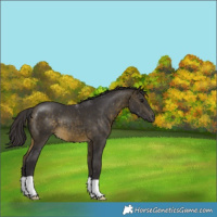 Horse Color:Buckskin