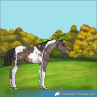 Horse Color:Brown Tobiano Varnish 