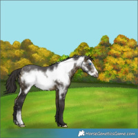 Horse Color:Buckskin Ice Frame 