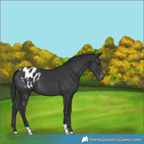 Horse Color:Unknown 