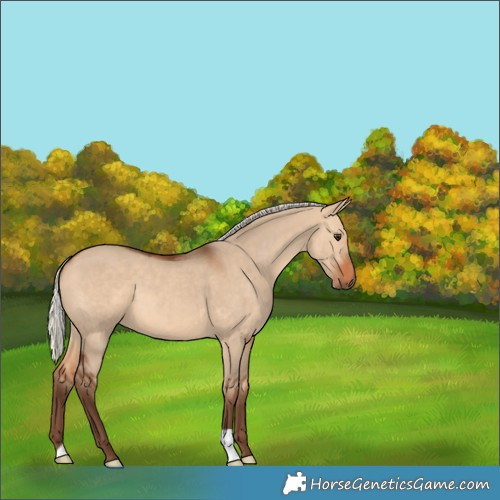 Horse Color:Unknown 