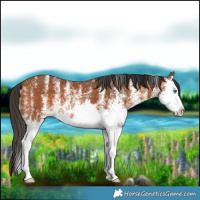 Horse Color:White Spotted Bay Splash