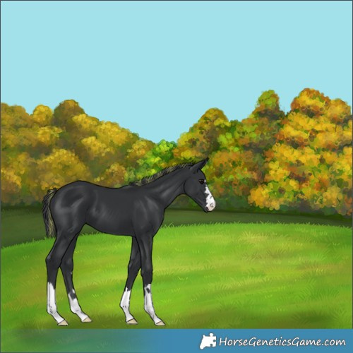 Horse Color:Painted Black 