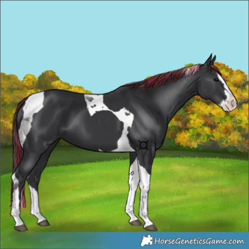 Horse Color:Painted Black Splash Tobiano 