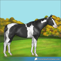 Horse Color:Black Splash Tobiano 