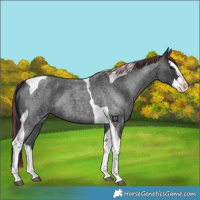Horse Color:Painted Blue Roan Splash Tobiano 