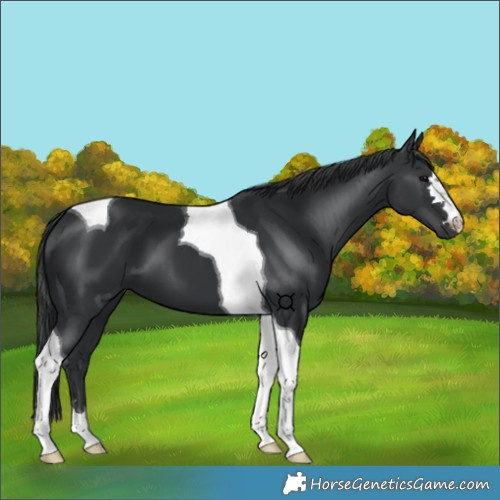 Horse Color:Black Tobiano 