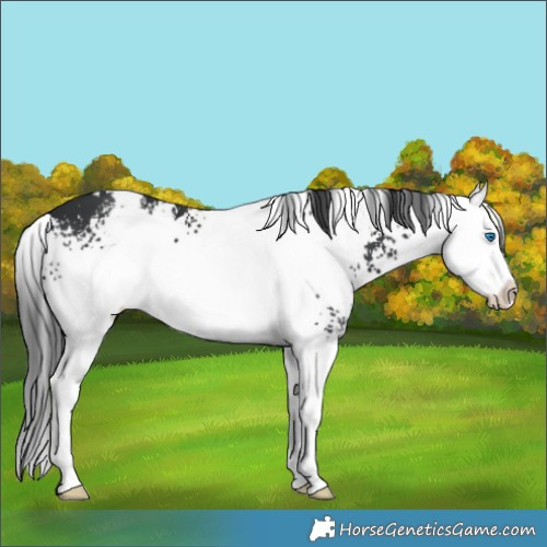 Horse Color:White Spotted Black Splash Appaloosa 