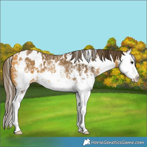 Horse Color:White Spotted Buckskin Splash Appaloosa 