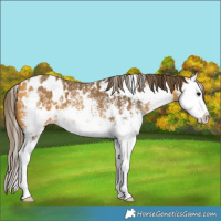Horse Color:White Spotted Buckskin Splash Appaloosa 