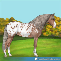 Horse Color:Chestnut Mushroom Appaloosa 