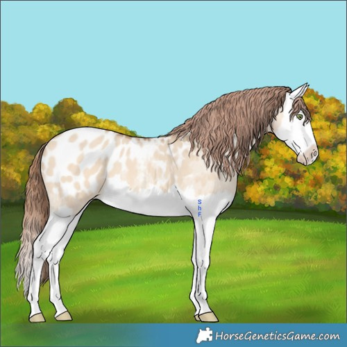 Horse Color:Amber Champagne Dun Splash Appaloosa 