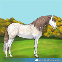 Horse Color:Amber Champagne Dun Splash Appaloosa 