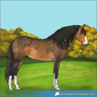 Horse Color:Buckskin 