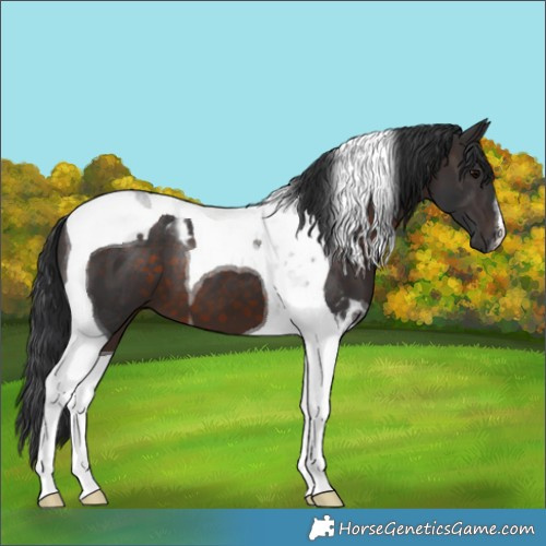 Horse Color:Brown Tobiano 