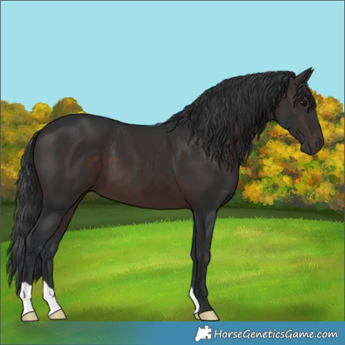Horse Color:Brown 