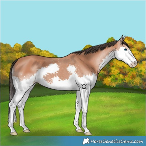 Horse Color:Bay Splash 