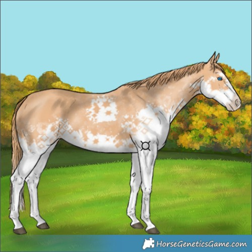 Horse Color:Chestnut Splash 