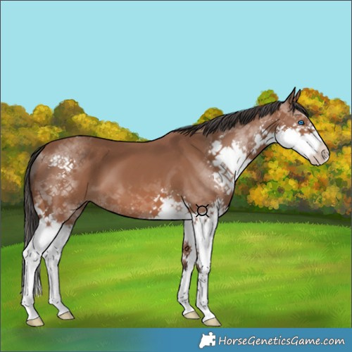 Horse Color:Bay Splash 