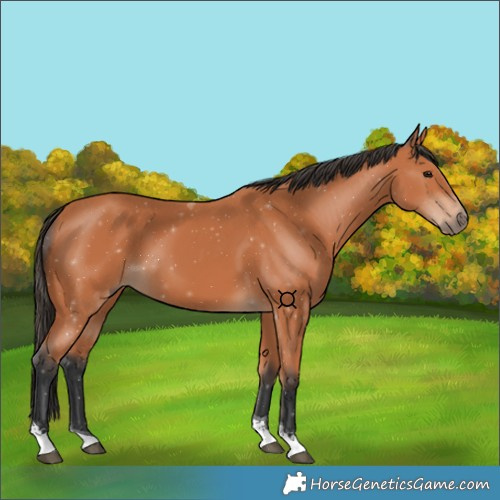 Horse Color:Bay Tobiano 
