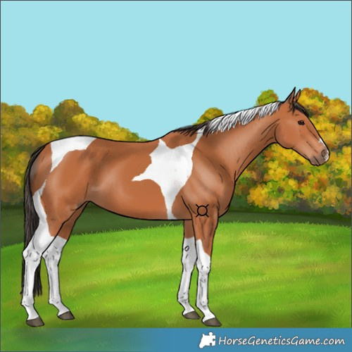 Horse Color:Bay Tobiano 