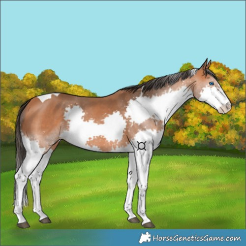 Horse Color:Bay Splash Tobiano 