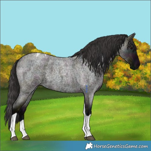 Horse Color:Midnight Smoky Grullo Roan Tobiano 