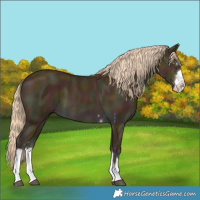 Horse Color:Midnight Palomino Dun 