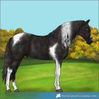 Horse Color:Midnight Smoky Grullo Tobiano 