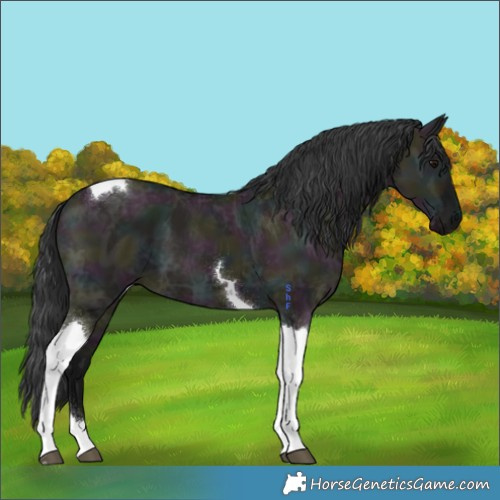 Horse Color:Midnight Grullo Ice Tobiano 