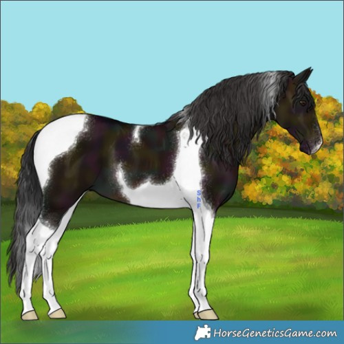 Horse Color:Midnight Brown Dun Tobiano 