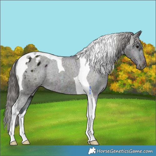 Horse Color:Midnight Grullo Tobiano Appaloosa 