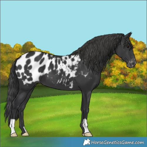 Horse Color:Black Appaloosa