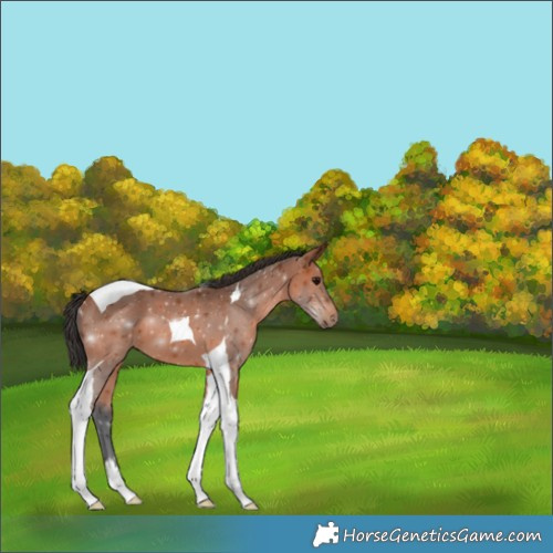 Horse Color:Bay Tobiano 