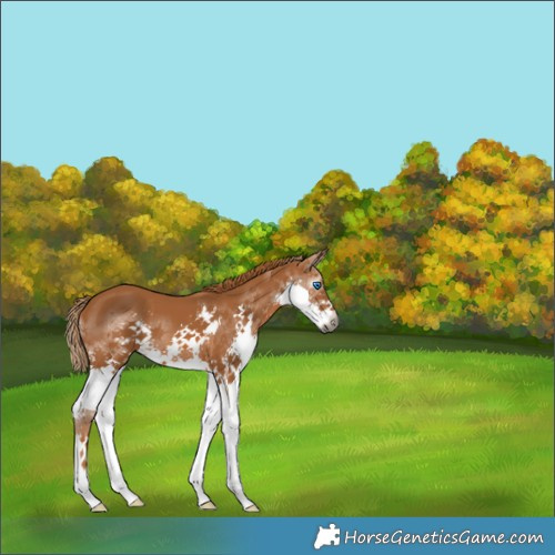 Horse Color:Gray Chestnut Splash 