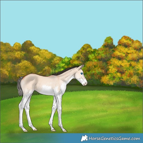 Horse Color:Bay Dun Splash 