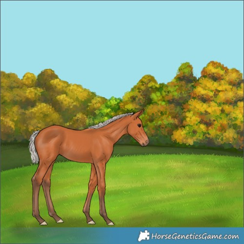 Horse Color:Silver Bay 