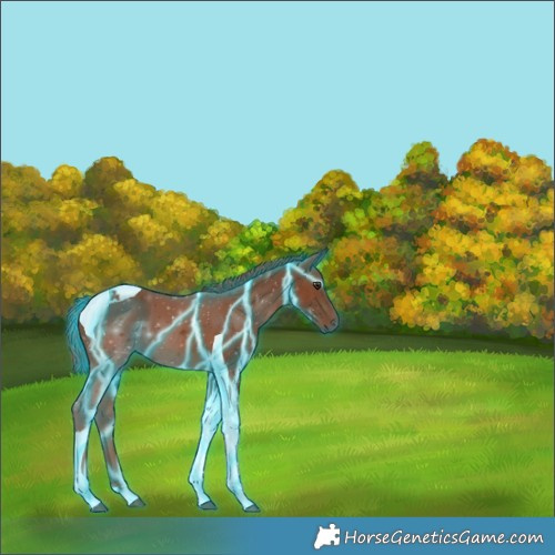 Horse Color:Thunderstruck Chestnut Tobiano 