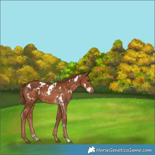 Horse Color:White Spotted Chestnut 